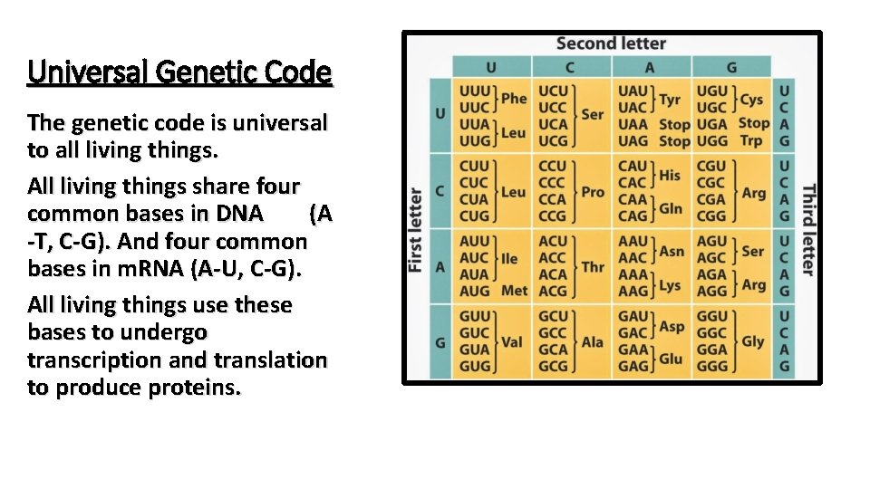 Universal Genetic Code The genetic code is universal to all living things. All living