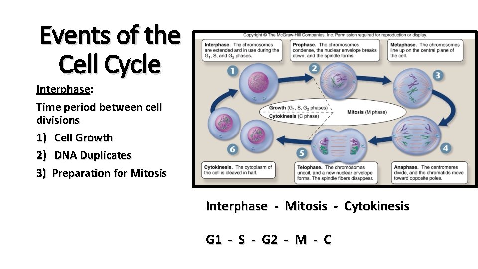 Events of the Cell Cycle Interphase: Time period between cell divisions 1) Cell Growth