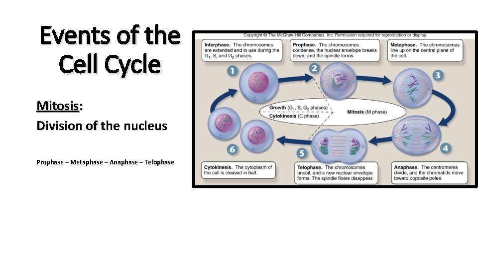 Events of the Cell Cycle Mitosis: Division of the nucleus Prophase – Metaphase –