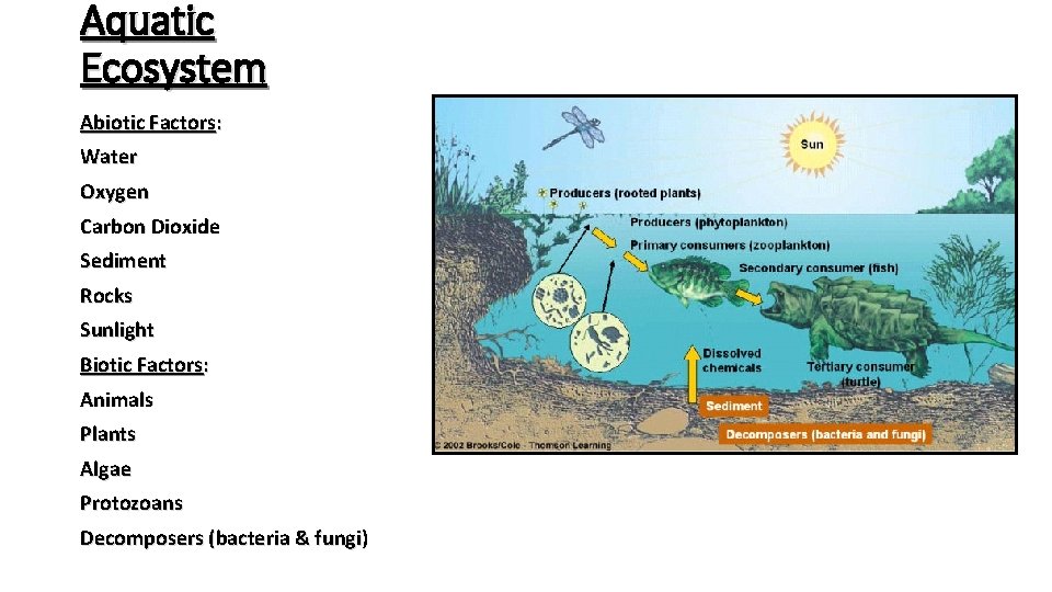 Aquatic Ecosystem Abiotic Factors: Water Oxygen Carbon Dioxide Sediment Rocks Sunlight Biotic Factors: Animals