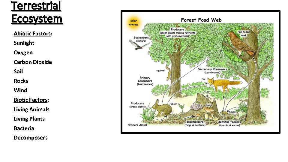 Terrestrial Ecosystem Abiotic Factors: Sunlight Oxygen Carbon Dioxide Soil Rocks Wind Biotic Factors: Living