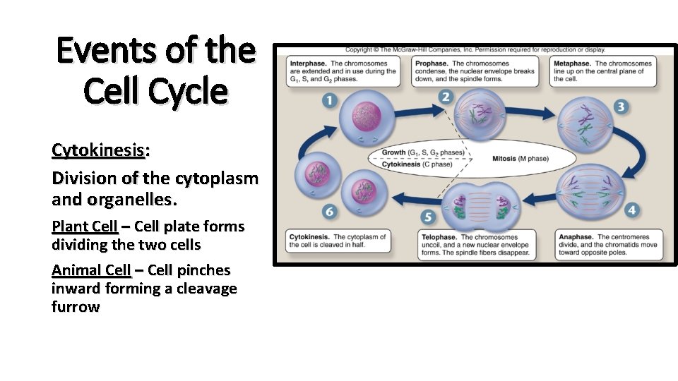 Events of the Cell Cycle Cytokinesis: Division of the cytoplasm and organelles. Plant Cell