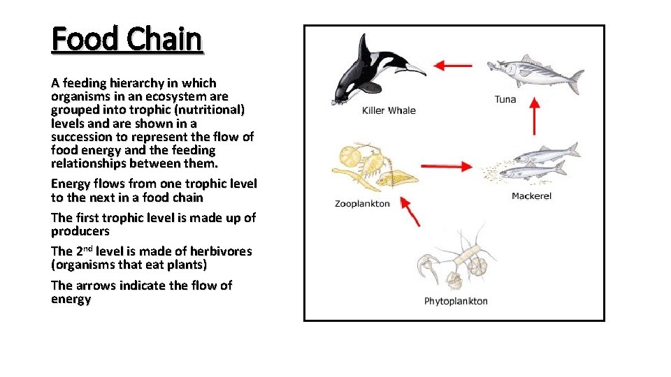 Food Chain A feeding hierarchy in which organisms in an ecosystem are grouped into