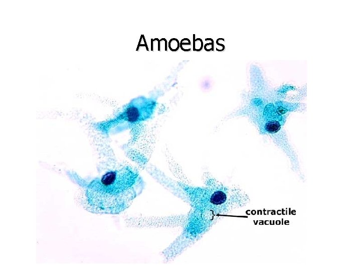 Amoebas 