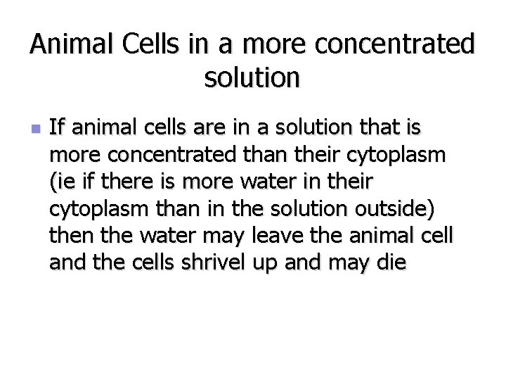 Animal Cells in a more concentrated solution n If animal cells are in a