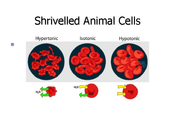 Shrivelled Animal Cells n 