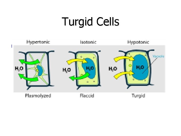 Turgid Cells n 