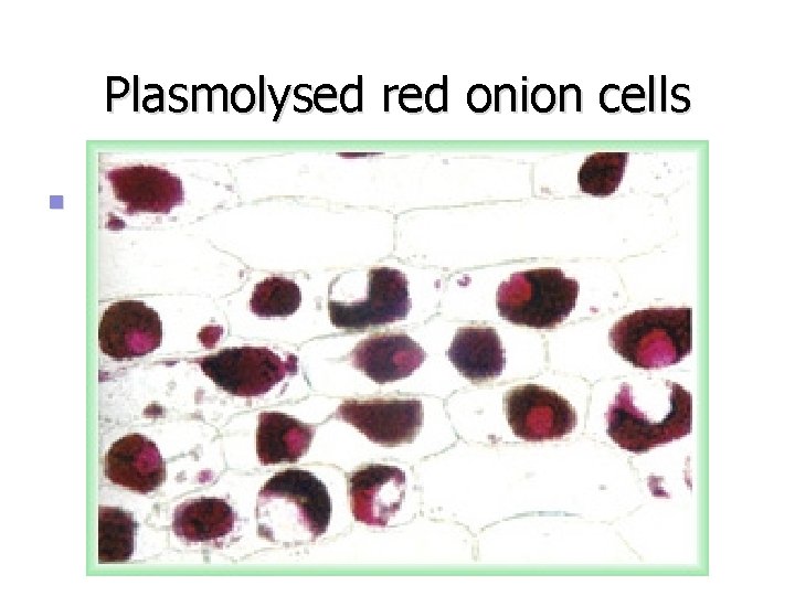 Plasmolysed red onion cells n 