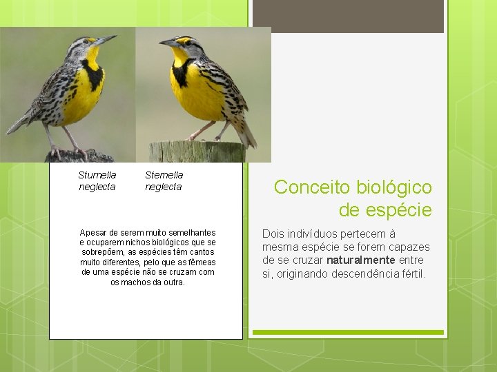 Sturnella neglecta Sternella neglecta Apesar de serem muito semelhantes e ocuparem nichos biológicos que