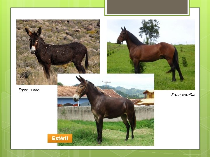 Equus asinus Equus caballus Estéril 