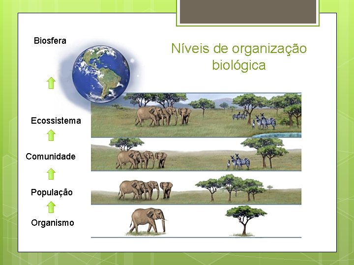 Biosfera Ecossistema Comunidade População Organismo Níveis de organização biológica 