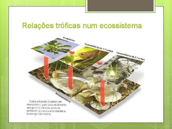 Relações tróficas num ecossistema 