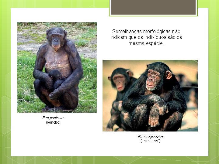 Semelhanças morfológicas não indicam que os indivíduos são da mesma espécie. Pan paniscus (bonobo)