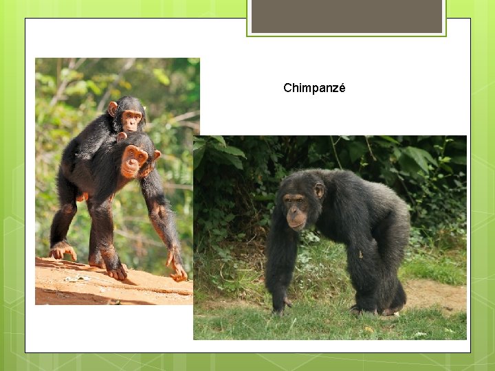 Chimpanzé 