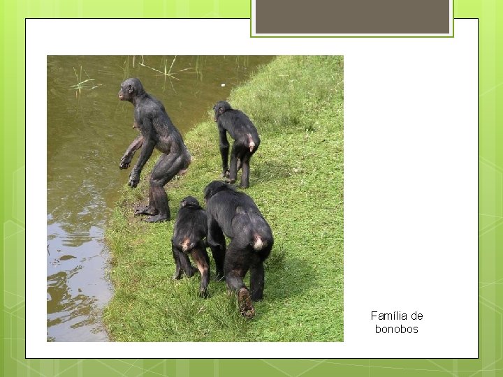 Família de bonobos 