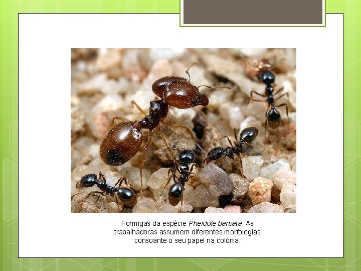 Formigas da espécie Pheidole barbata. As trabalhadoras assumem diferentes morfologias consoante o seu papel