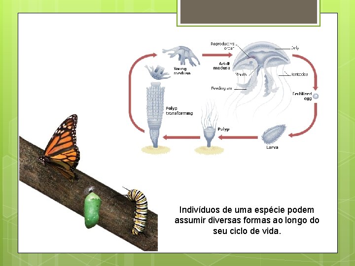 Indivíduos de uma espécie podem assumir diversas formas ao longo do seu ciclo de