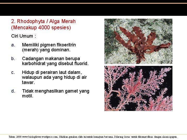 2. Rhodophyta / Alga Merah (Mencakup 4000 spesies) Ciri Umum : a. Memiliki pigmen