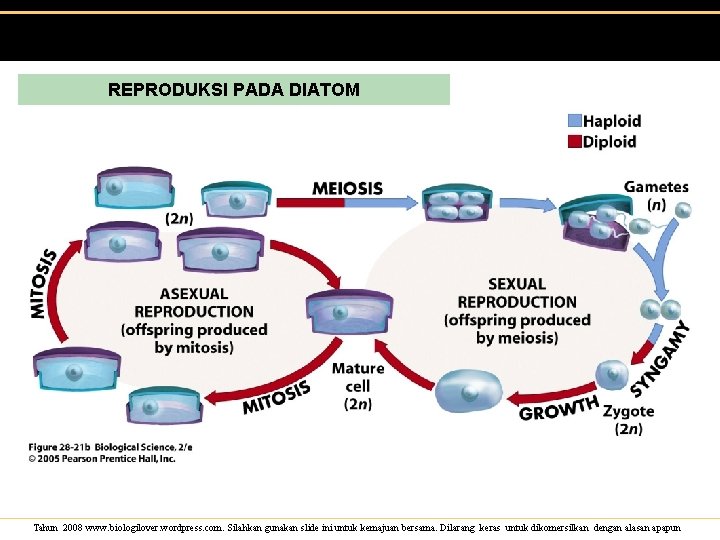 REPRODUKSI PADA DIATOM Tahun 2008 www. biologilover. wordpress. com. Silahkan gunakan slide ini untuk