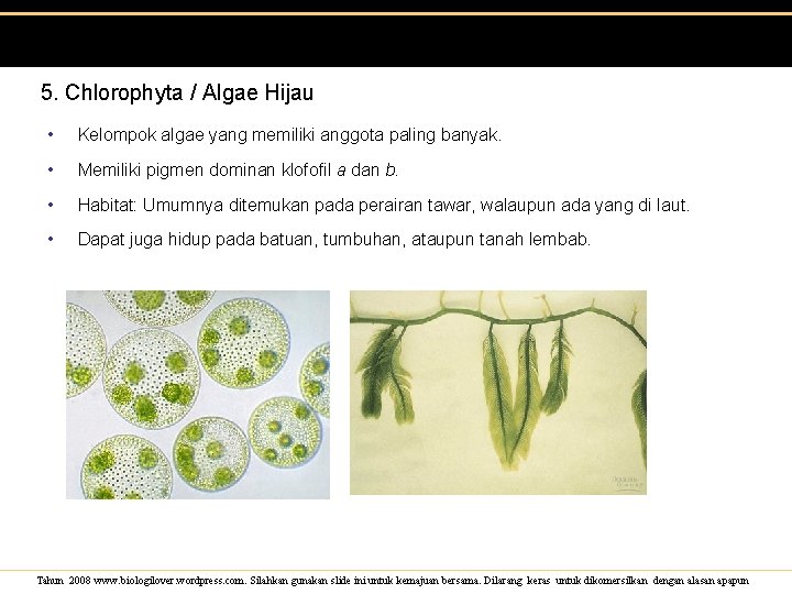 5. Chlorophyta / Algae Hijau • Kelompok algae yang memiliki anggota paling banyak. •