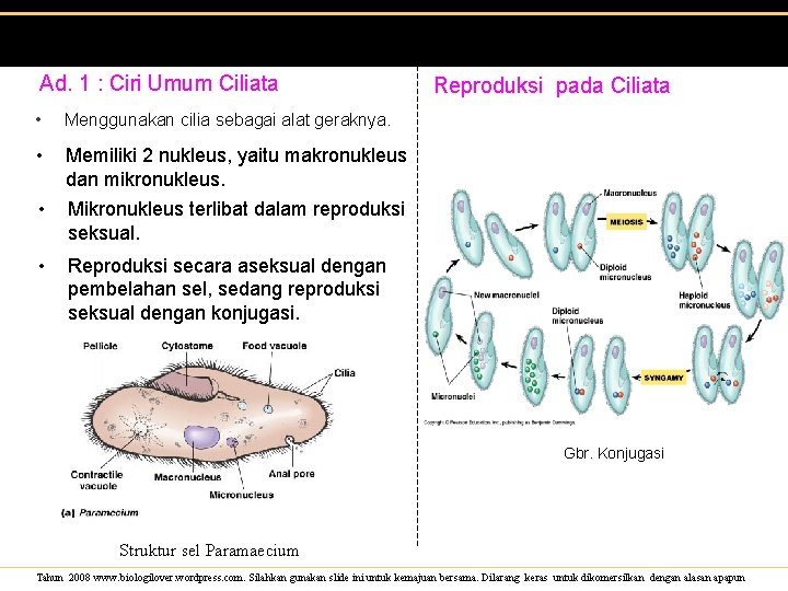 Ad. 1 : Ciri Umum Ciliata • Menggunakan cilia sebagai alat geraknya. • Memiliki