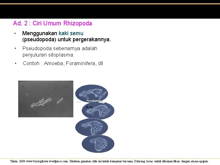 Ad. 2 : Ciri Umum Rhizopoda • Menggunakan kaki semu (pseudopoda) untuk pergerakannya. •