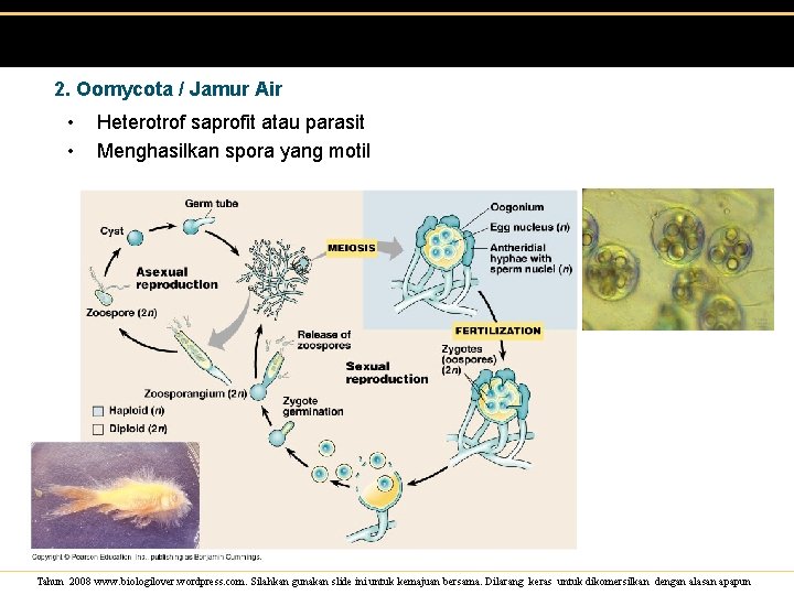 2. Oomycota / Jamur Air • • Heterotrof saprofit atau parasit Menghasilkan spora yang