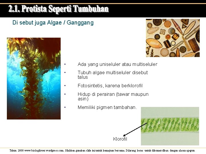 Di sebut juga Algae / Ganggang • Ada yang uniseluler atau multiseluler • Tubuh