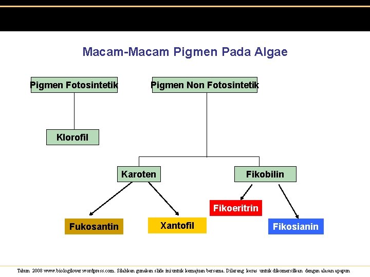 Macam-Macam Pigmen Pada Algae Pigmen Fotosintetik Pigmen Non Fotosintetik Klorofil Karoten Fikobilin Fikoeritrin Fukosantin