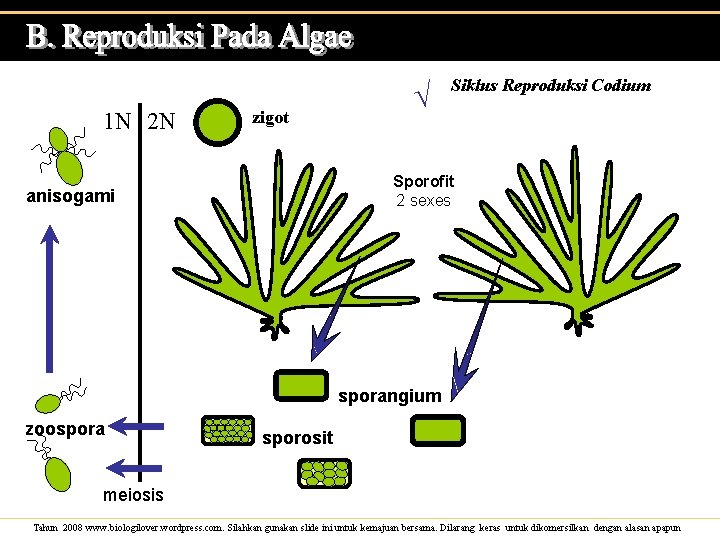 The life cycle is: 1 N 2 N zigot √ Siklus Reproduksi Codium Sporofit