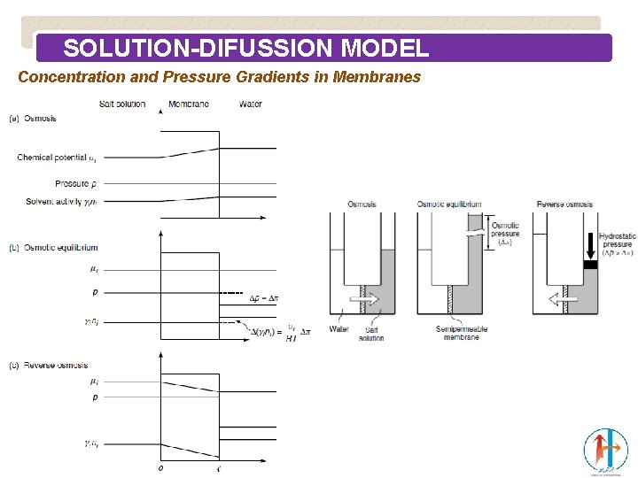 SOLUTION-DIFUSSION MODEL Concentration and Pressure Gradients in Membranes 
