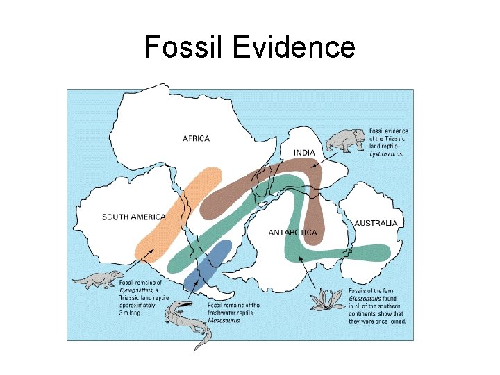 Fossil Evidence 