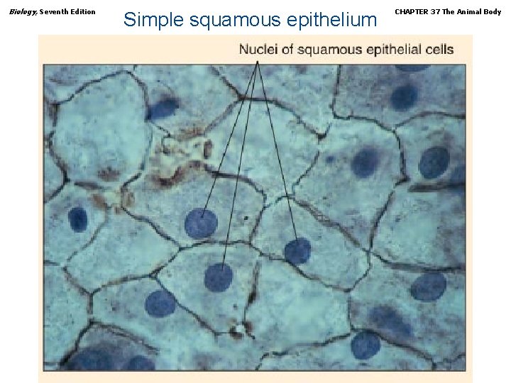 Biology, Seventh Edition Simple squamous epithelium Copyright © 2005 Brooks/Cole — Thomson Learning CHAPTER