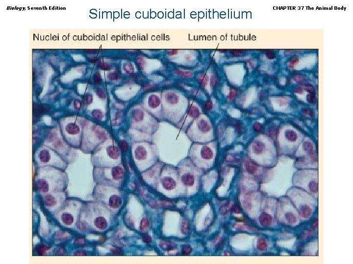 Biology, Seventh Edition Simple cuboidal epithelium Copyright © 2005 Brooks/Cole — Thomson Learning CHAPTER