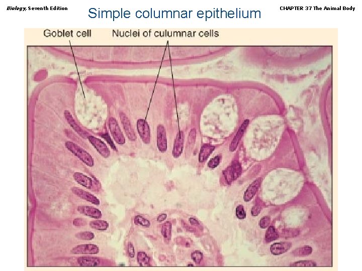 Biology, Seventh Edition Simple columnar epithelium Copyright © 2005 Brooks/Cole — Thomson Learning CHAPTER
