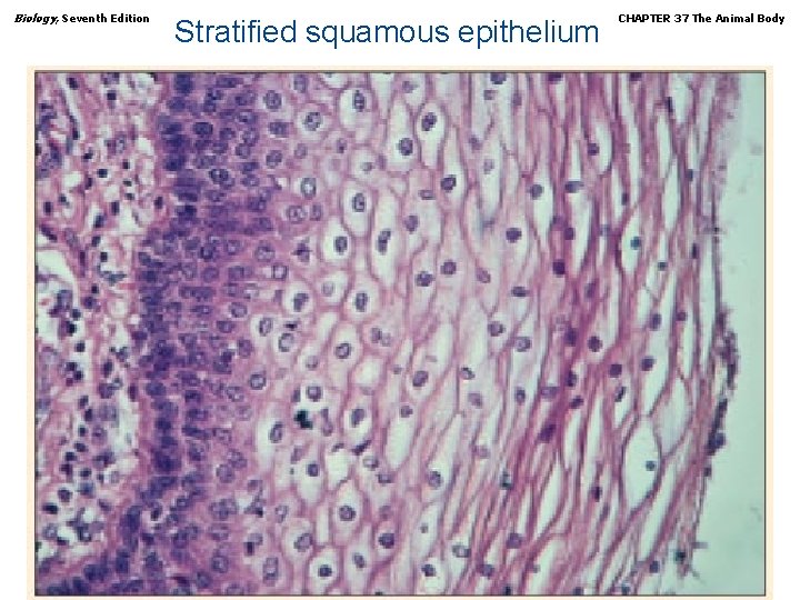 Biology, Seventh Edition Stratified squamous epithelium Copyright © 2005 Brooks/Cole — Thomson Learning CHAPTER