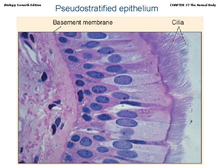 Biology, Seventh Edition Pseudostratified epithelium Copyright © 2005 Brooks/Cole — Thomson Learning CHAPTER 37