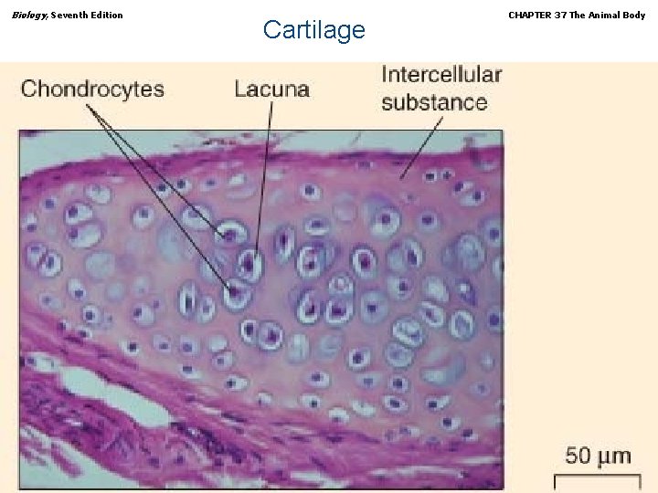 Biology, Seventh Edition Cartilage Copyright © 2005 Brooks/Cole — Thomson Learning CHAPTER 37 The