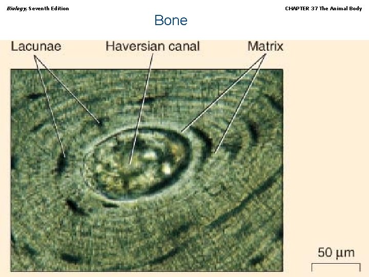 Biology, Seventh Edition CHAPTER 37 The Animal Body Bone Copyright © 2005 Brooks/Cole —