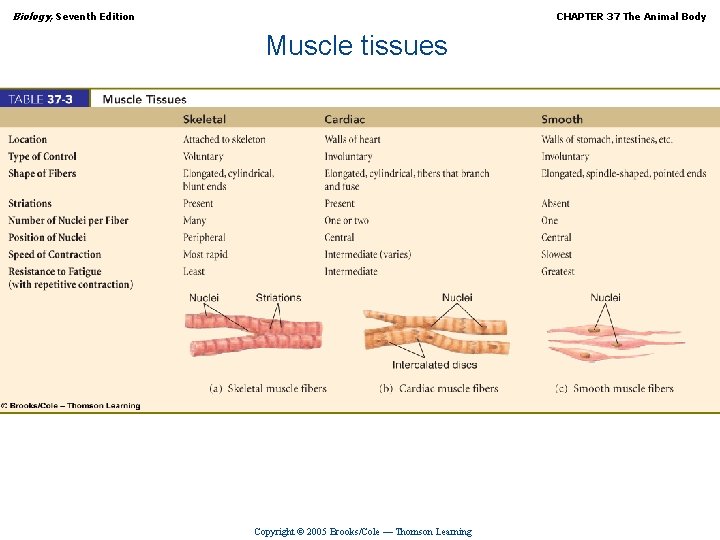 Biology, Seventh Edition CHAPTER 37 The Animal Body Muscle tissues Copyright © 2005 Brooks/Cole