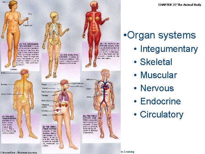 Biology, Seventh Edition CHAPTER 37 The Animal Body • Organ systems • • •