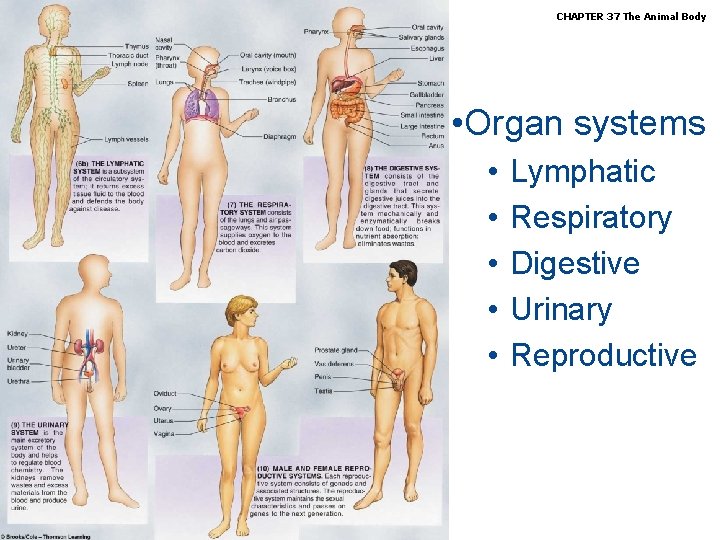 Biology, Seventh Edition CHAPTER 37 The Animal Body • Organ systems • • •