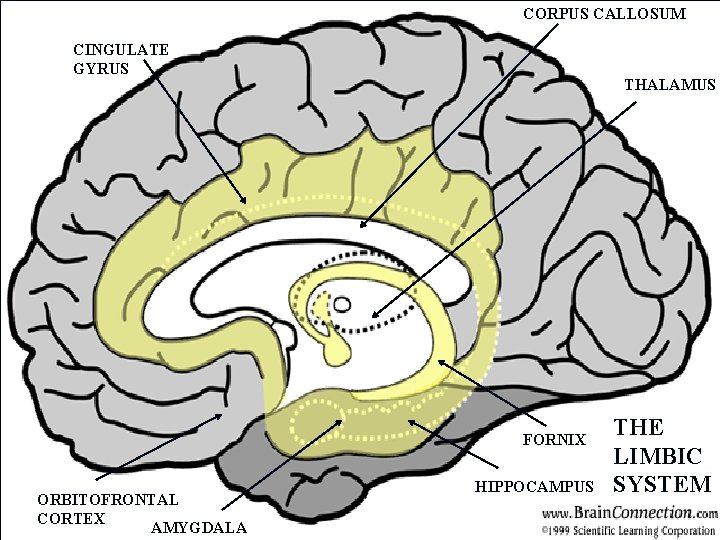 CORPUS CALLOSUM CINGULATE GYRUS THALAMUS FORNIX ORBITOFRONTAL CORTEX AMYGDALA HIPPOCAMPUS THE LIMBIC SYSTEM 