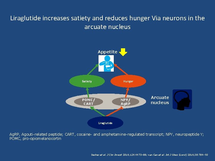 Liraglutide increases satiety and reduces hunger Via neurons in the arcuate nucleus Appetite Hunger