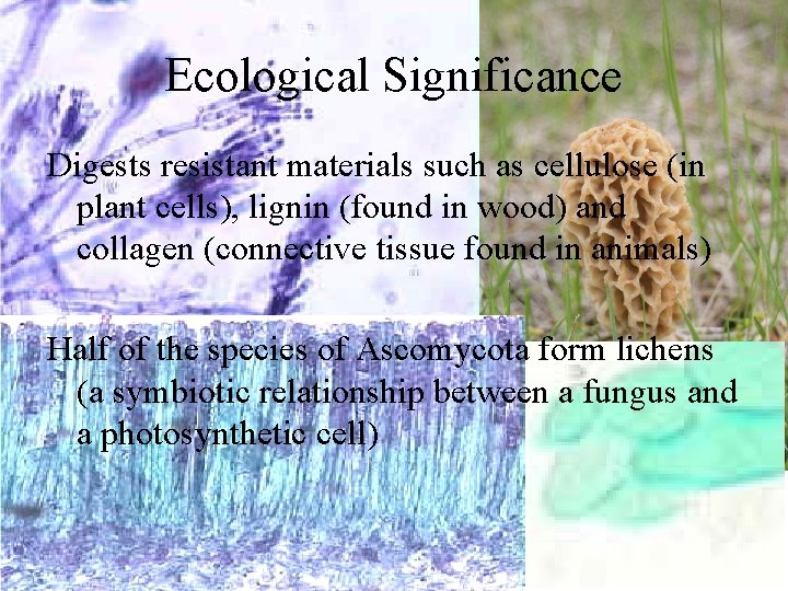 Ecological Significance Digests resistant materials such as cellulose (in plant cells), lignin (found in