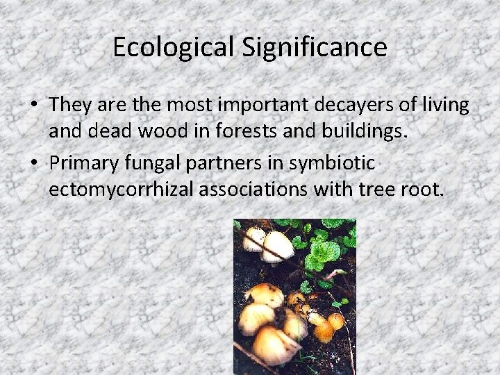 Ecological Significance • They are the most important decayers of living and dead wood