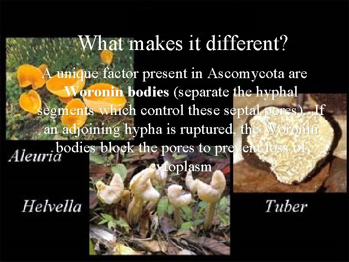 What makes it different? A unique factor present in Ascomycota are Woronin bodies (separate