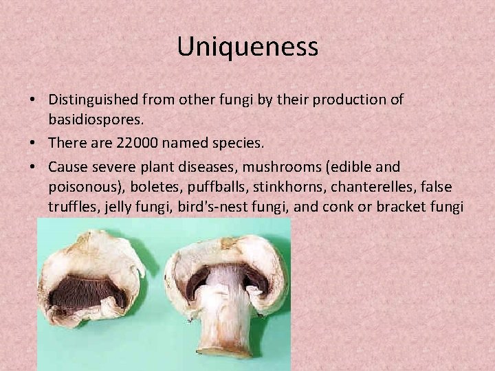 Uniqueness • Distinguished from other fungi by their production of basidiospores. • There are