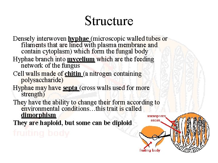 Structure Densely interwoven hyphae (microscopic walled tubes or filaments that are lined with plasma