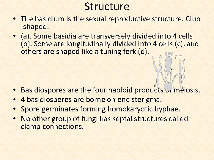 Structure • The basidium is the sexual reproductive structure. Club -shaped. • (a). Some